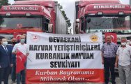 Türkiye’de Marka Haline Gelen Devrekani Kurbanlıklarının İstanbul Sevkiyatı Başladı.