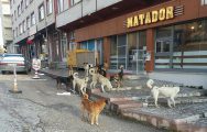 Devrekani Belediyesi,Başıboş Köpeklerin Toplatılması Protokolünü İmzaladı.