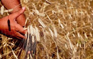 Devrekani’de, ‘Organik Yulaf ve Siyez Buğdayı Üretim Projesi’Bilgilendirme Toplantısı Gerçekleştirildi.